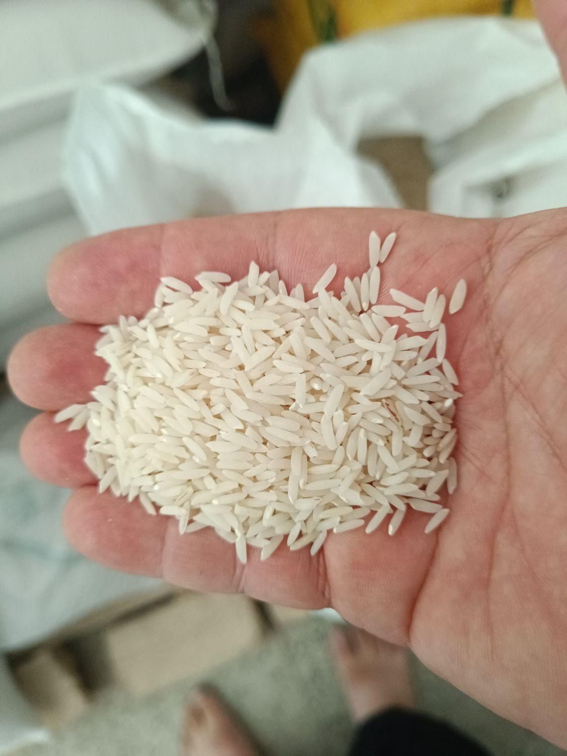برنج طارم و شیرودی|خوردنی و آشامیدنی|قم, انسجام|دیوار