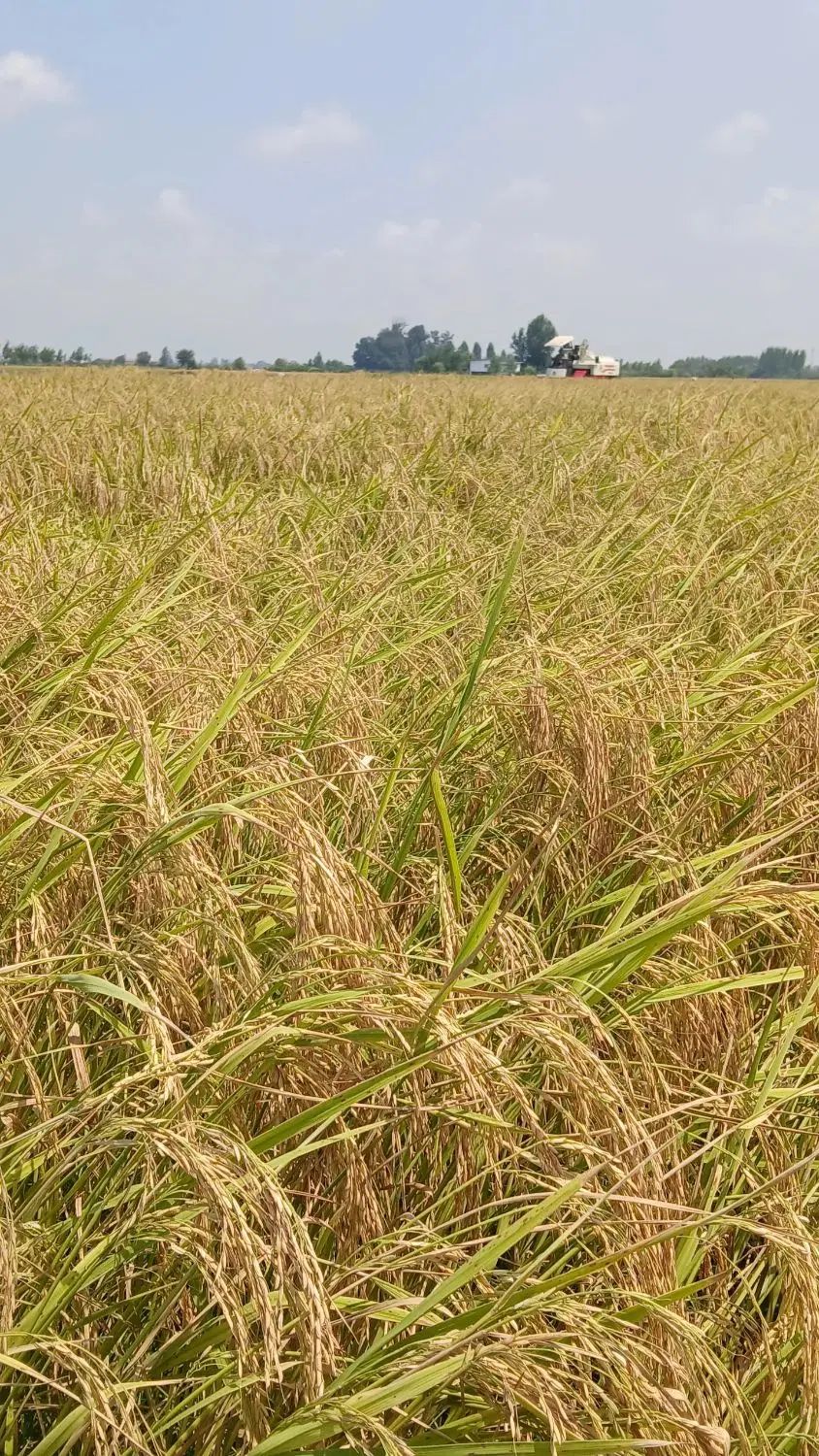 برنج طارم هاشمی ۲۲۵ ت سرلاشه ۱۴۵ت فجر ۱۵۰ت|خوردنی و آشامیدنی|آمل, |دیوار