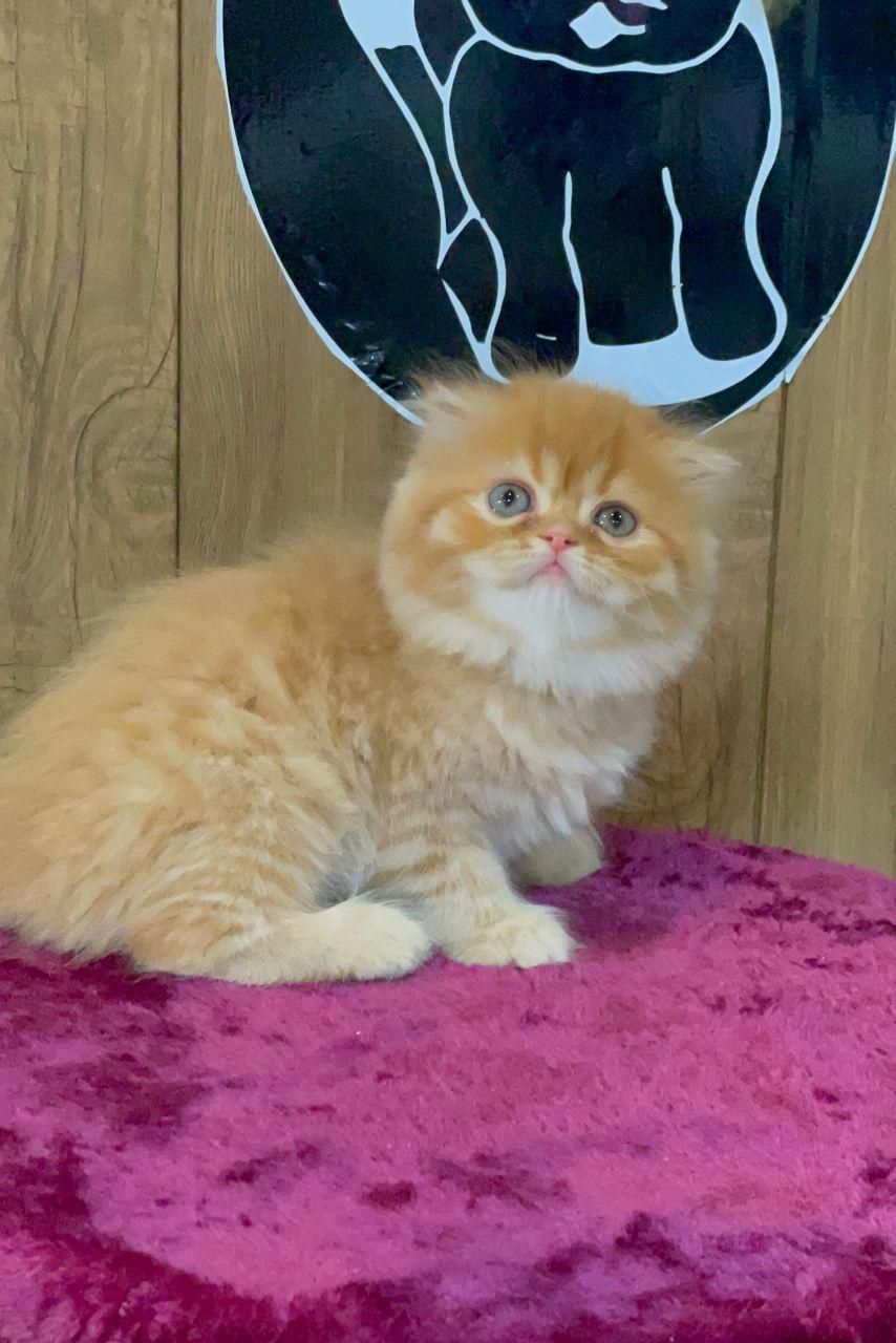 شهر گربه های اسکاتیش اشرافی|گربه|کرمانشاه, |دیوار