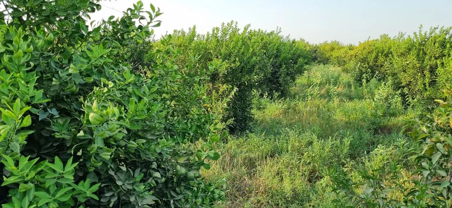 باغچه کوچه باران/اب تصفیه وبرق/دیوارکشی|فروش زمین و ملک کلنگی|دزفول, |دیوار