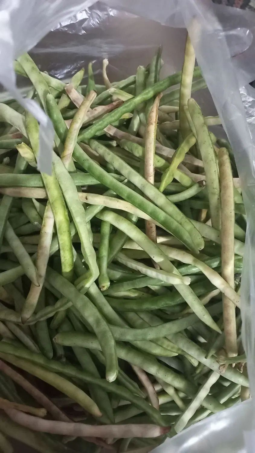 لوبیا چشم بلبلی|خوردنی و آشامیدنی|رشت, تازه آباد|دیوار