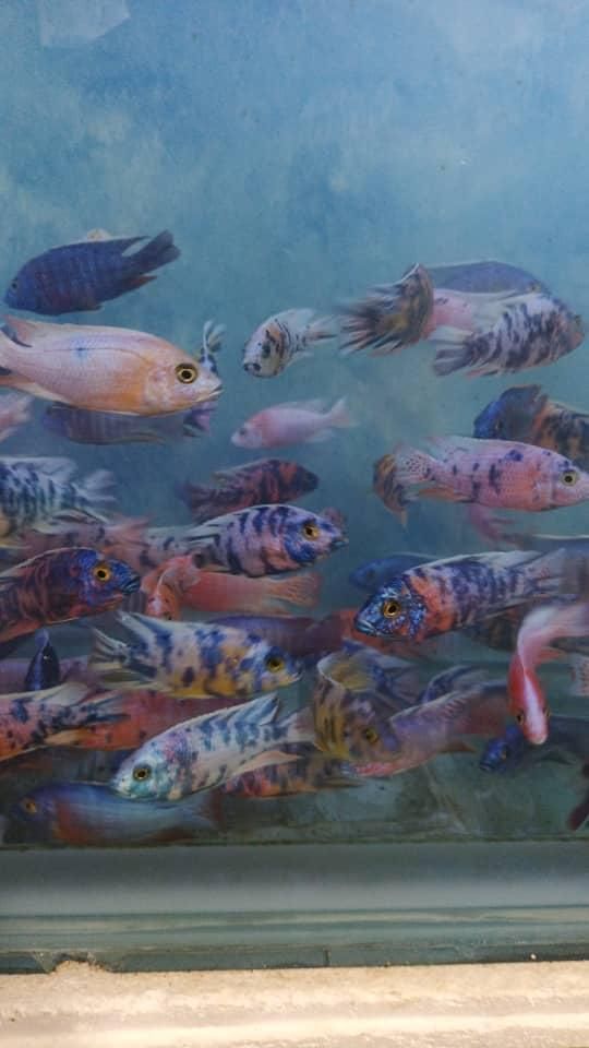 فروش انواع ماهیان گیاهخوار گوشتخوار گیاهان طبیعی|ماهی|گرگان, |دیوار