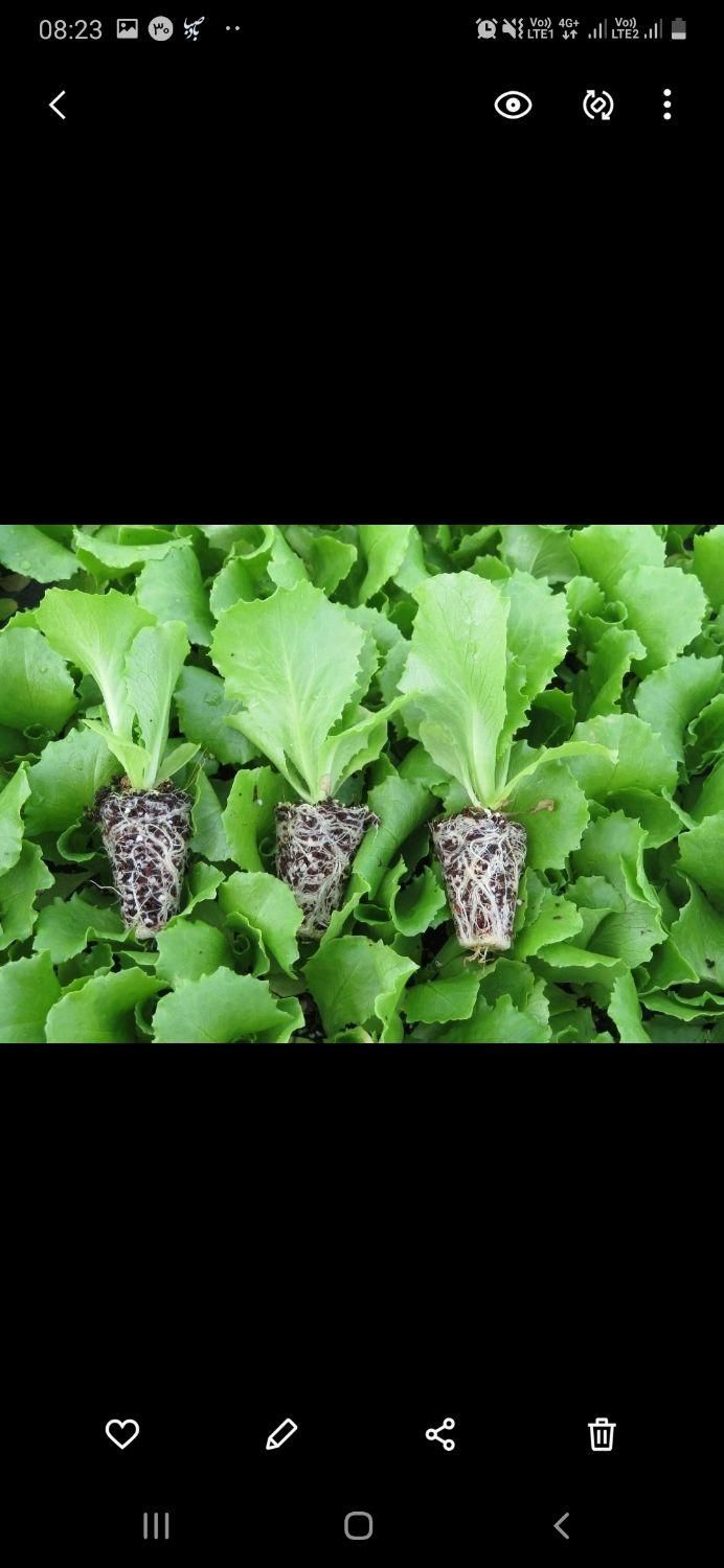 نشا گوجه،فلفل،بادمجان،کرفس|خدمات باغبانی و درختکاری|شوشتر, |دیوار