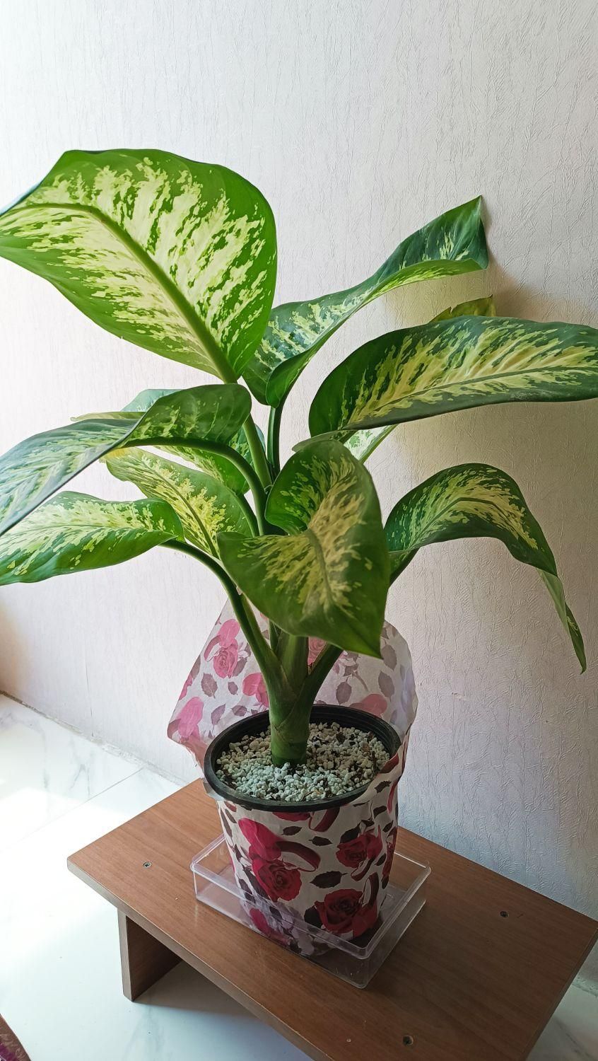 گیاه دیفن باخیا بزرگ آپارتمانی|گل و گیاه طبیعی|شیراز, پودنک|دیوار