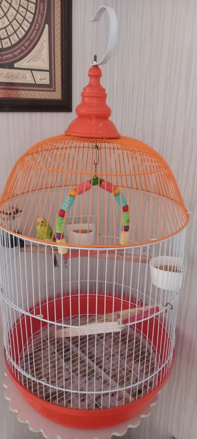 مرغ عشق ماده و قفس|پرنده|کرج, فاز ۵ مهرشهر|دیوار