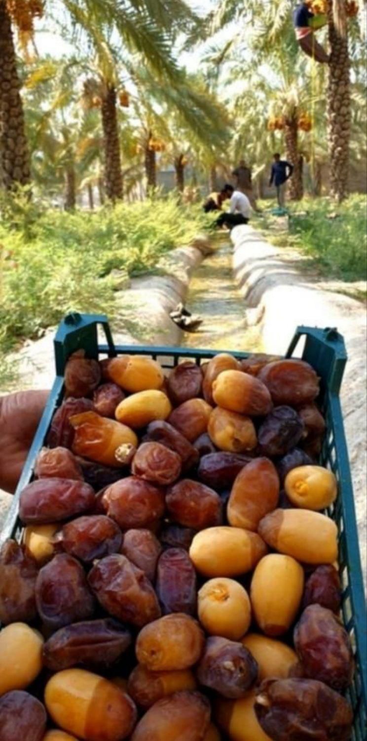 رطب تازه جنوب -رطب خرما کبکاب بوشهر خشت|خوردنی و آشامیدنی|تهران, شیراز|دیوار