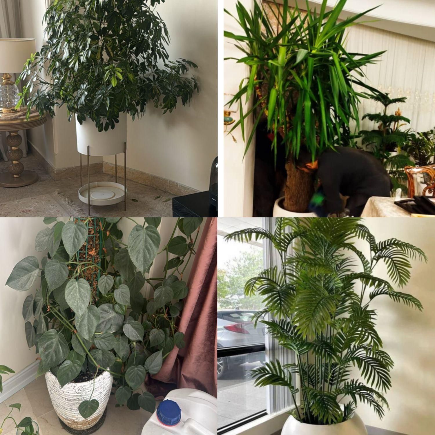 تعویض خاک گلدان در محل تضمینی مدیریت خانم اکبری|خدمات باغبانی و درختکاری|تهران, زعفرانیه|دیوار