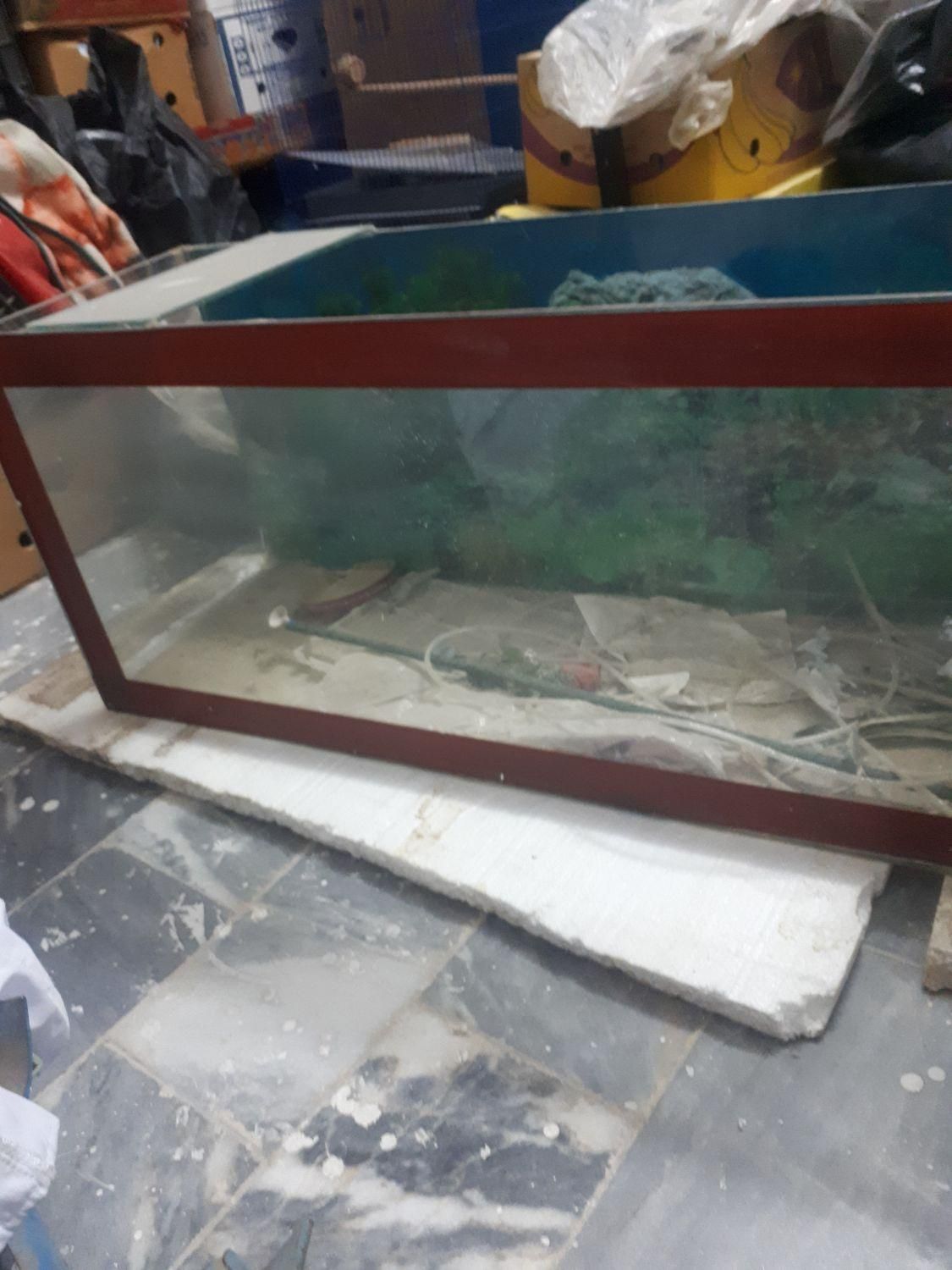 آکواریوم|ماهی|خمینی‌شهر, |دیوار