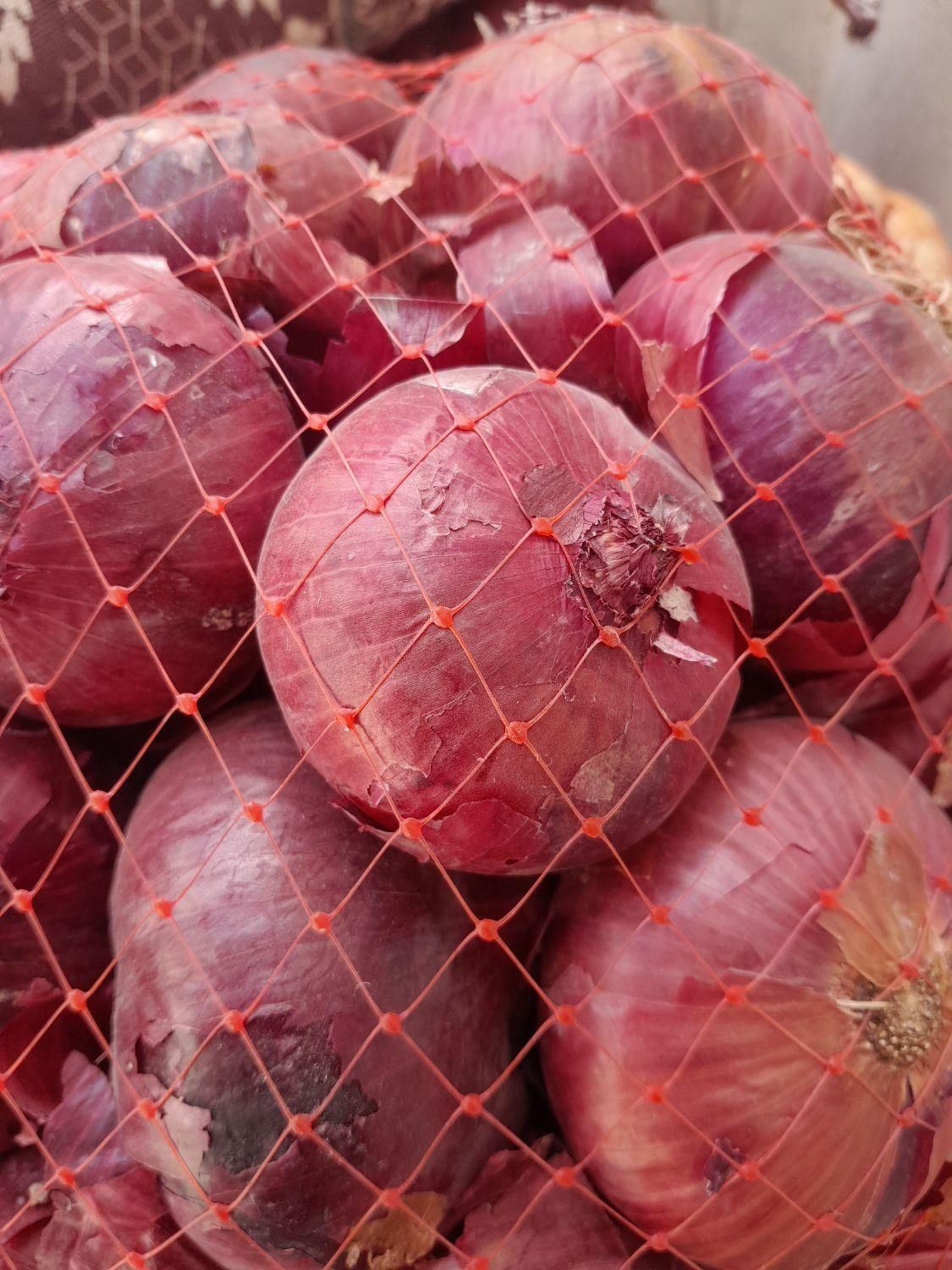 بذرپیاز|گل و گیاه طبیعی|کازرون, |دیوار