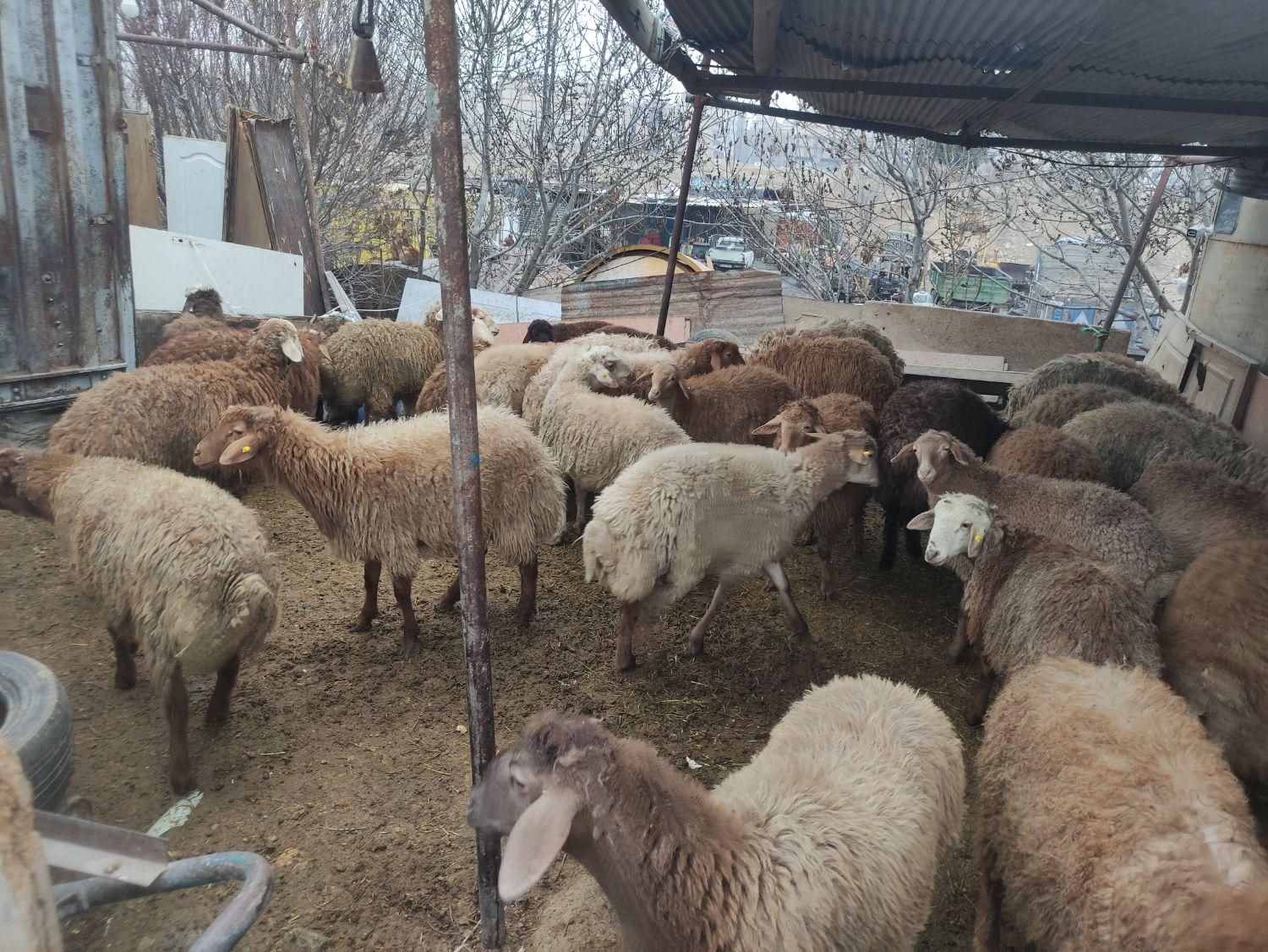 گوسفند     زنده     شبانه روزی     اسلام شهر|حیوانات مزرعه|اسلامشهر, شهرک سالور|دیوار