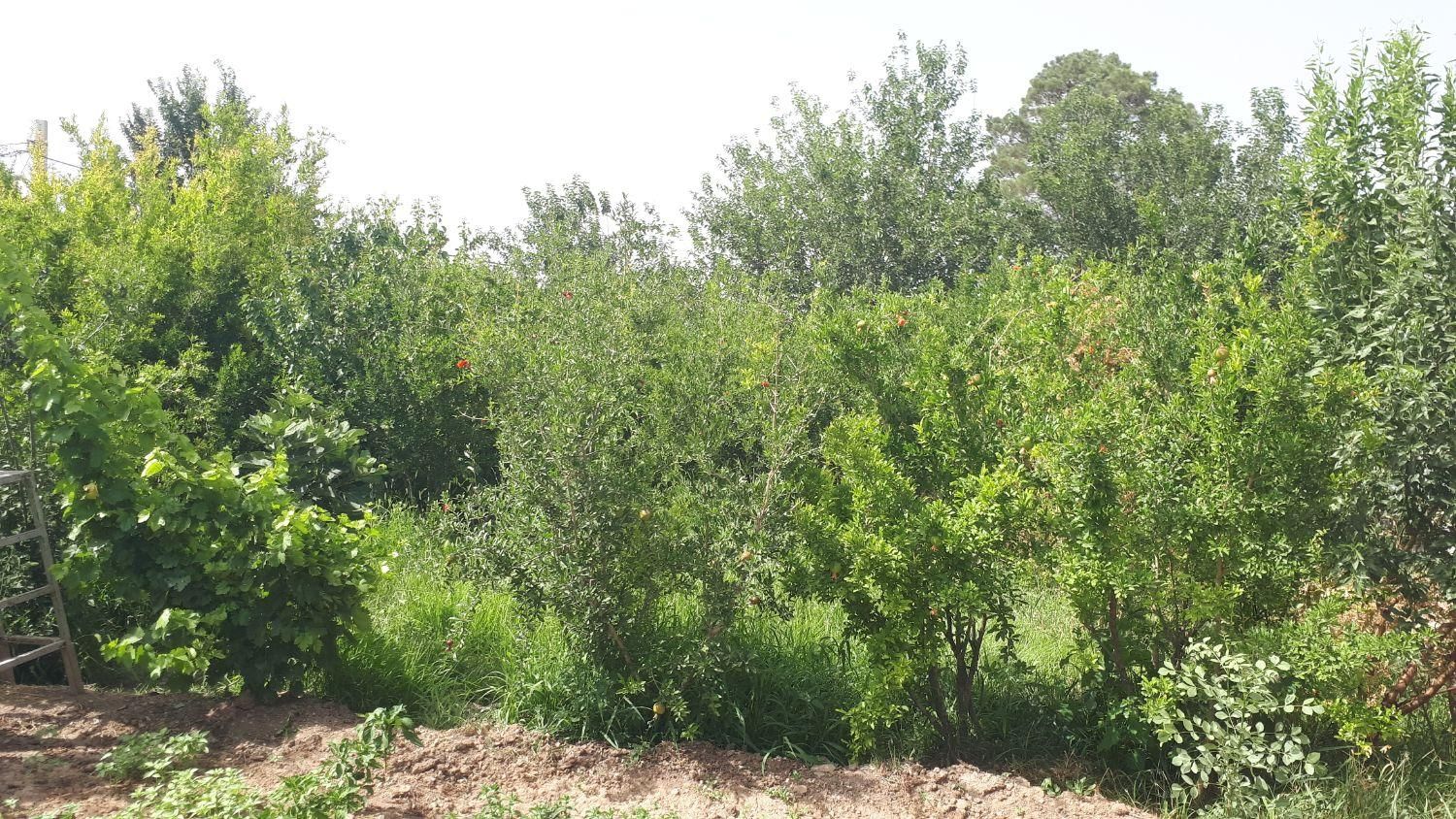 روستای تاج خاتون باغچه جهت مسکونی و تجاری|فروش دفتر صنعتی، کشاورزی، تجاری|قم, بنیاد|دیوار