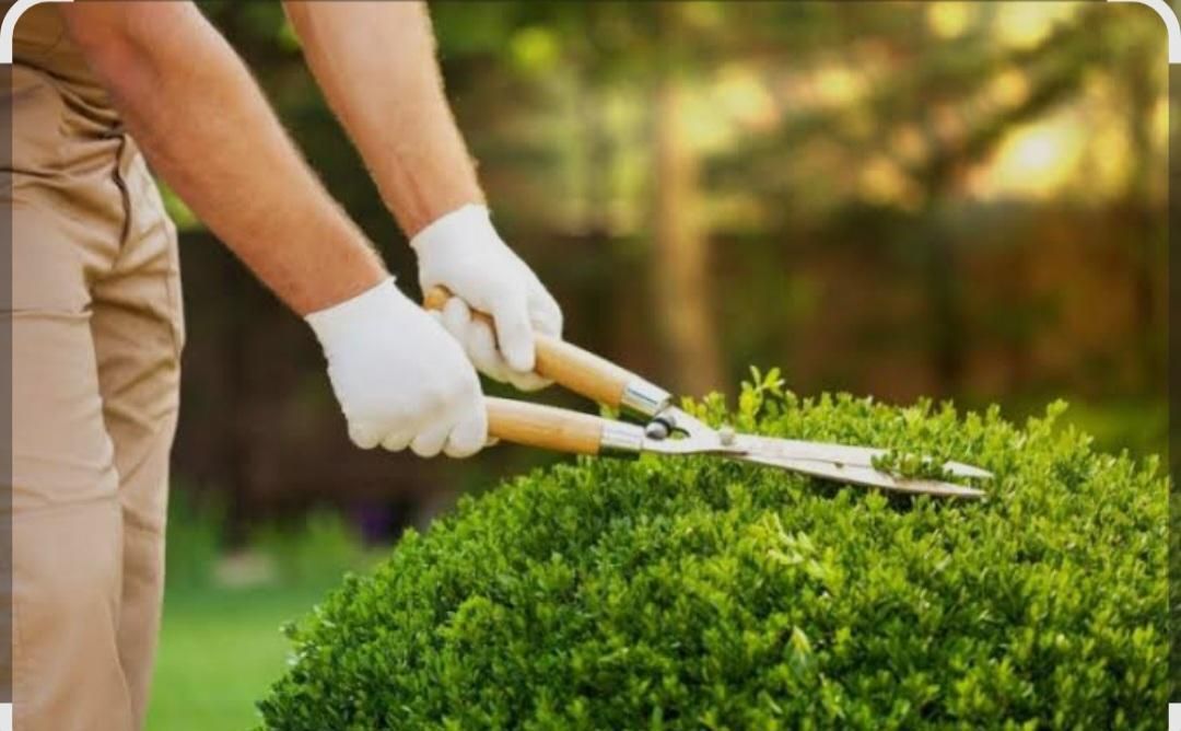 باغبانی و باغداری با تجربه بالا و مدرک کشاورزی|خدمات باغبانی و درختکاری|کاشان, فین بزرگ|دیوار