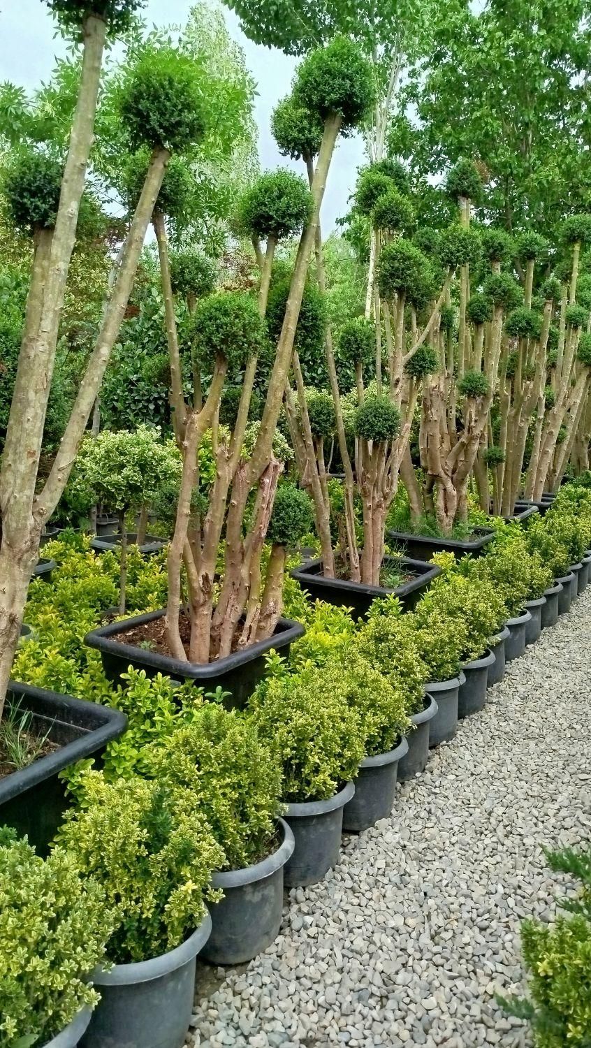 خدمات حرفهای باغبانی و فضای سبز در محیط شما|خدمات باغبانی و درختکاری|تهران, قلهک|دیوار