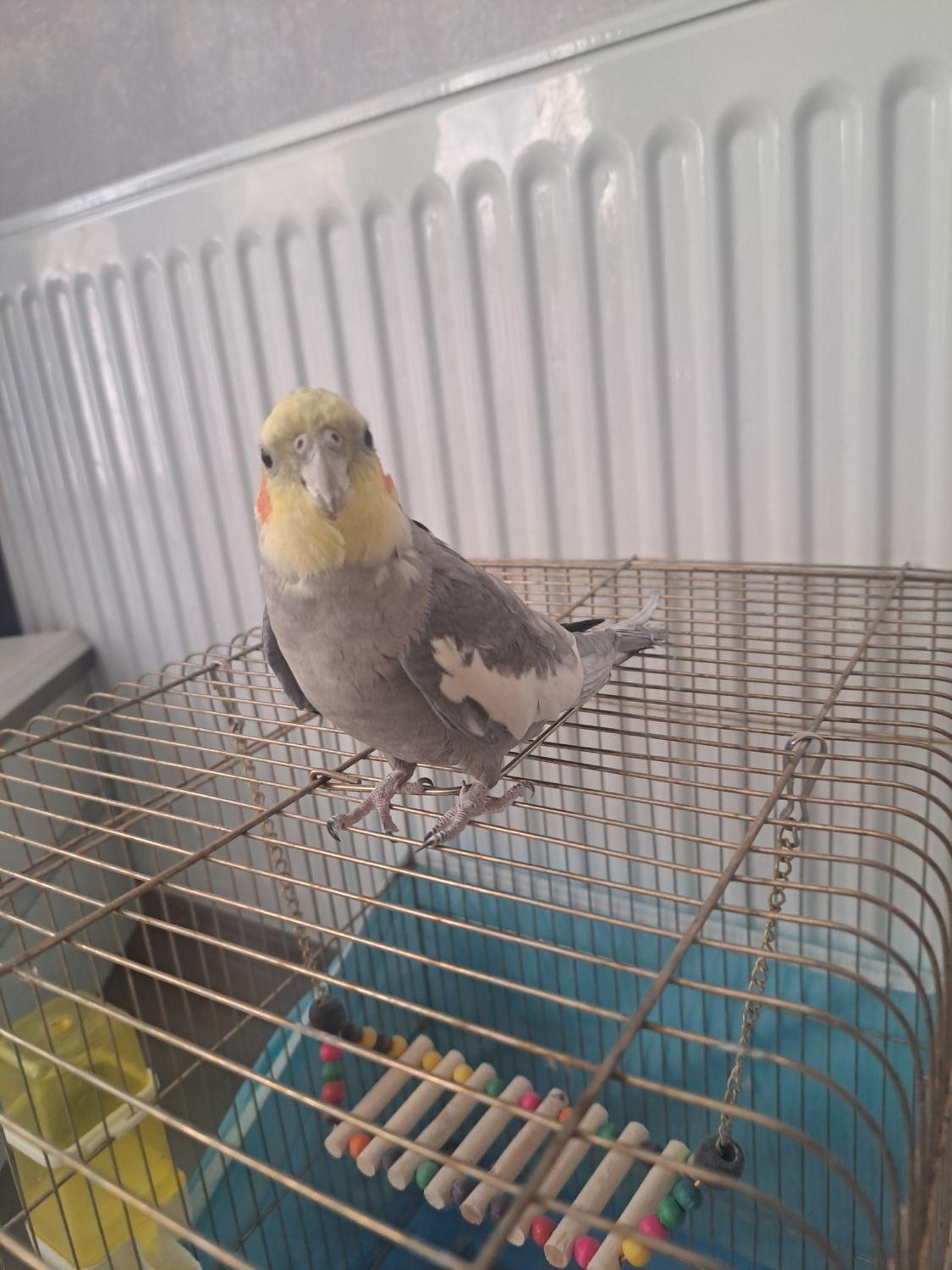 عروس هلندی با قفس|پرنده|شیراز, شهرک فرزانگان|دیوار