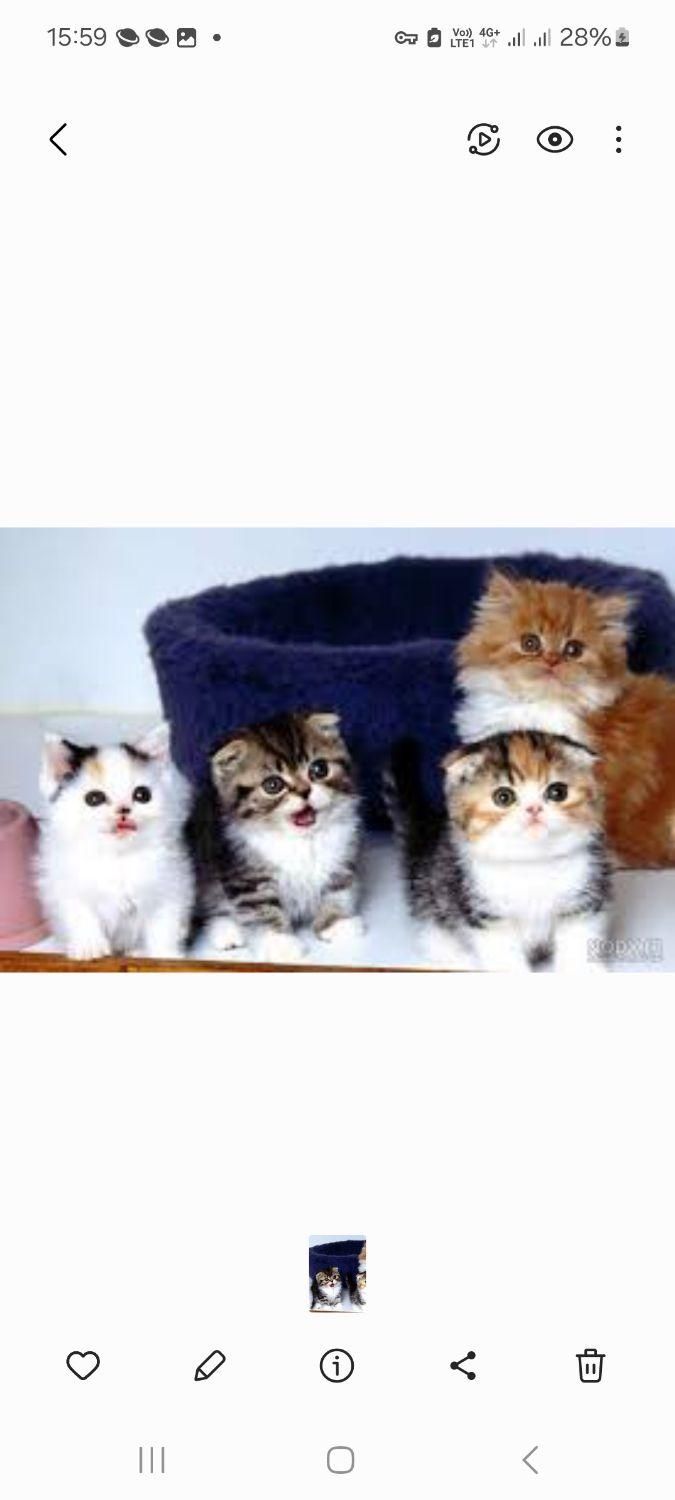 گربه فنجانی/مینیاتوی/دستی/خانگی|گربه|تهران, ولنجک|دیوار