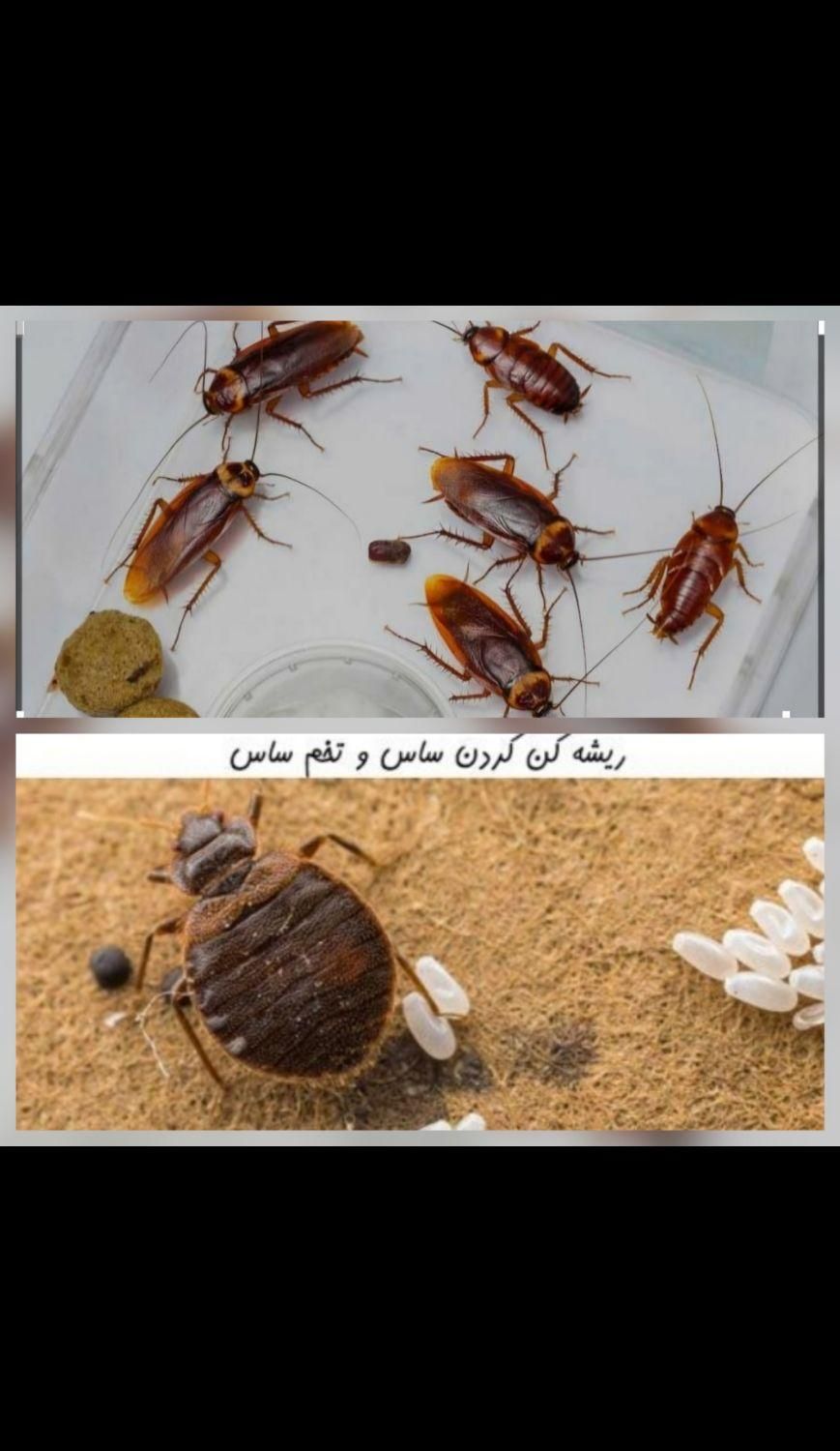 سمپاشی ساس و سوسک سم پاشی با ضمانت نامه کتبی|خدمات نظافت|تهران, امام حسین(ع)|دیوار