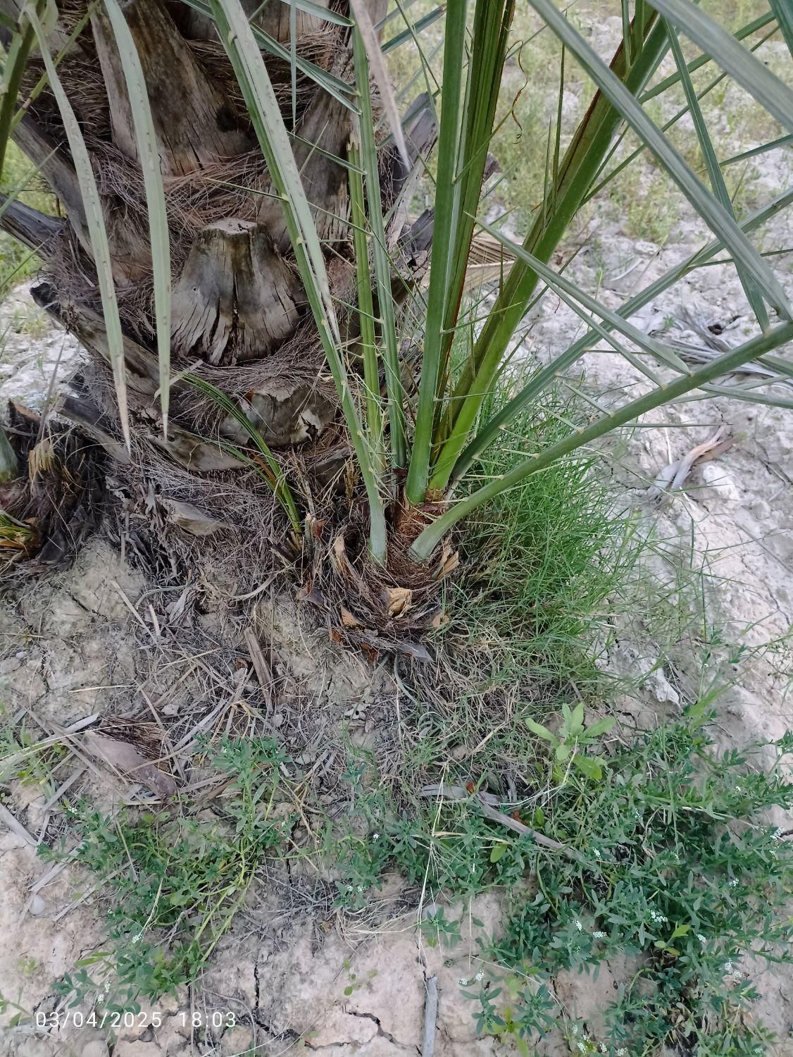 فروش پاجوش کبکاب رسیده و عالی جهت کشت|گل و گیاه طبیعی|برازجان, |دیوار