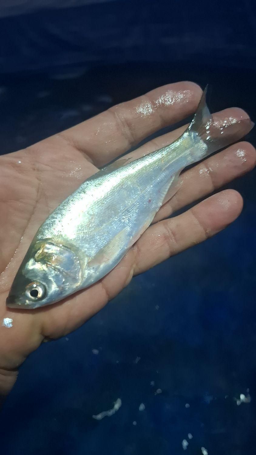 مرکز پخش بچه ماهی کپور وفیتوفاک وامور  اوزن برون|ماهی|همدان, |دیوار