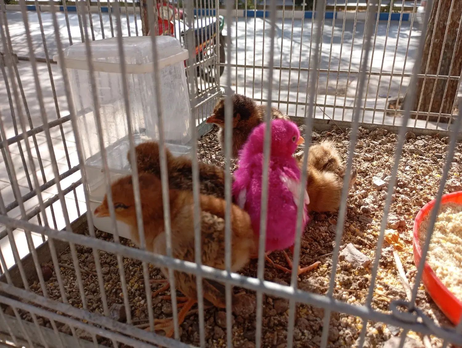 پرنده سرای امامی|پرنده|اصفهان, اصفهانک|دیوار