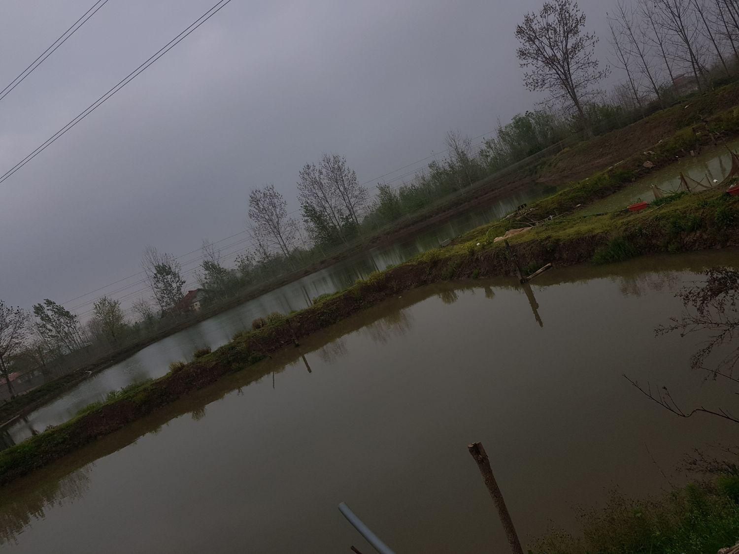 ،کپور تاتا ،بچه ماهی،سنگر|ماهی|رشت, حومه رشت|دیوار