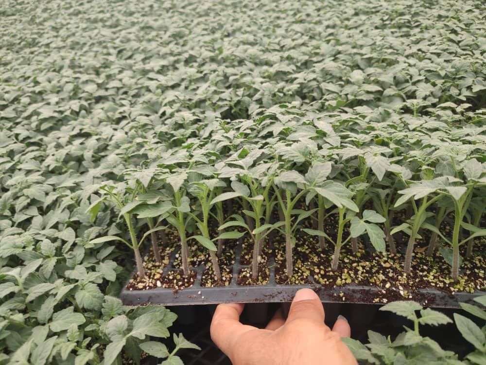 (نشاء گوجه بادمجان)|خدمات باغبانی و درختکاری|جیرفت, |دیوار