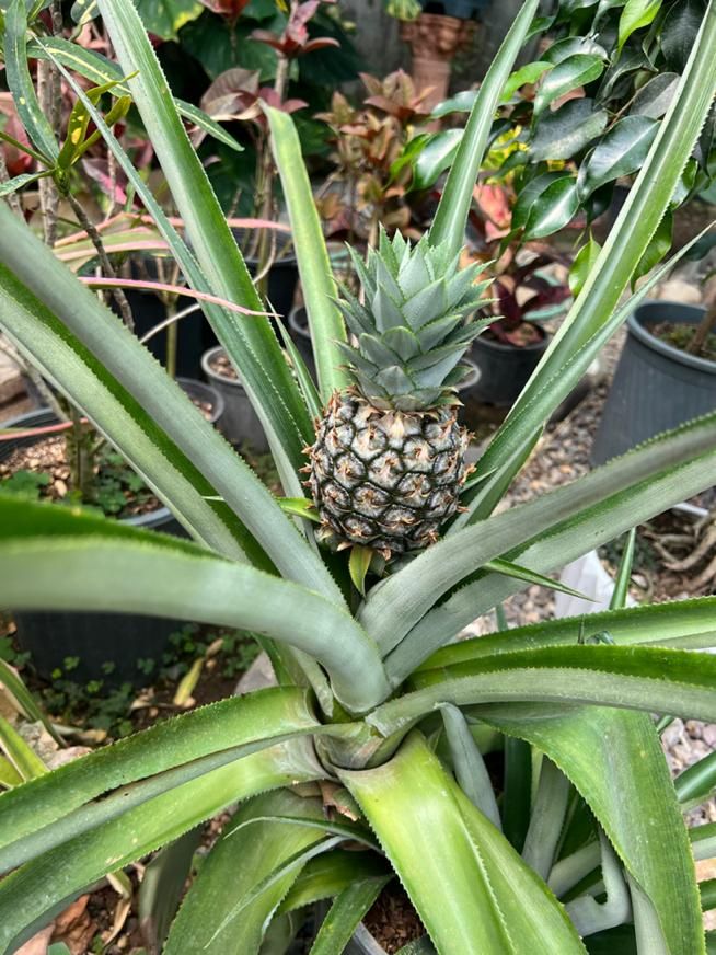 فروش ویژه انواع گل و گیاه در گلخانه یوکا|گل و گیاه طبیعی|بندر انزلی, نامجو|دیوار