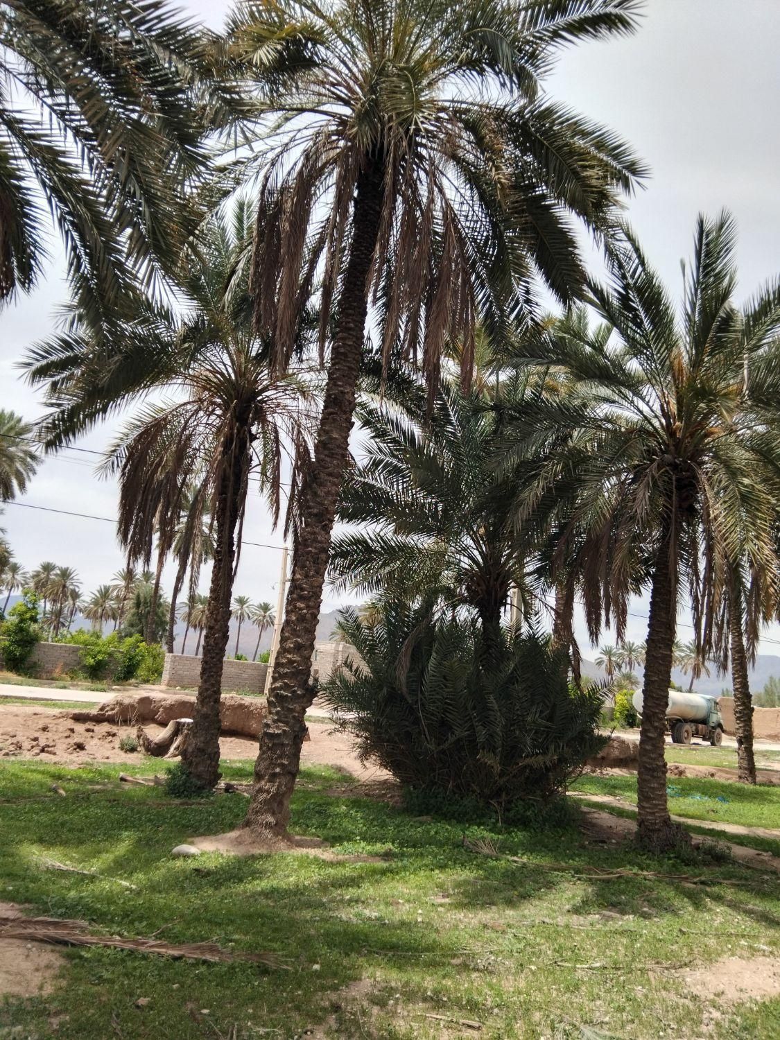 خریدوقطع نخل و درخت|خدمات باغبانی و درختکاری|جهرم, |دیوار