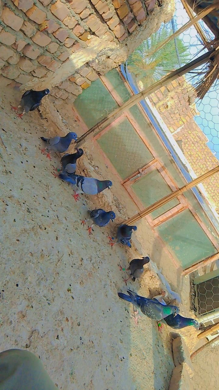 کبوتر پلاکی مسافتی|پرنده|سراوان, |دیوار