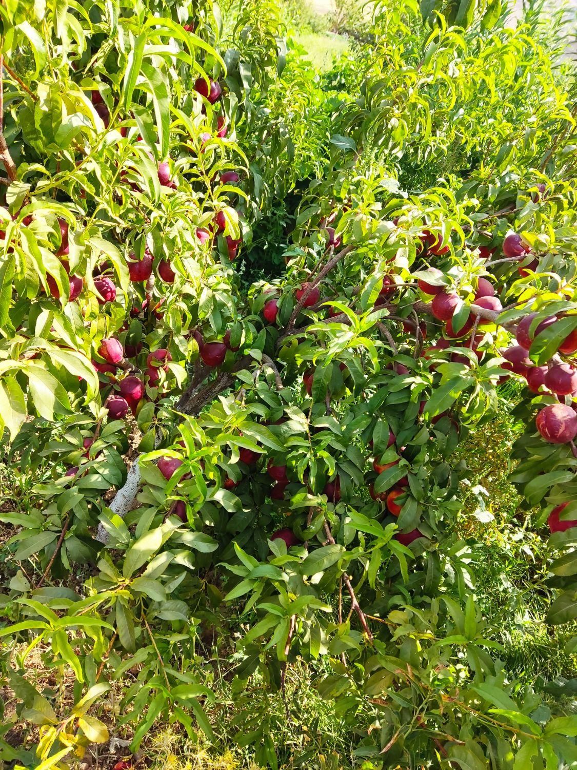 نهال ایلام ایوان زرنه|خدمات باغبانی و درختکاری|ایلام, |دیوار