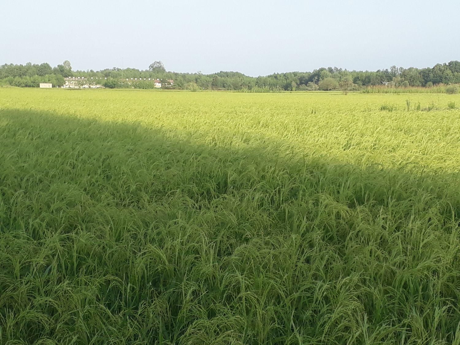 فروش زمین شالیزار برنج ۶۵۰۰ متر|فروش زمین و ملک کلنگی|آستانه اشرفیه, |دیوار