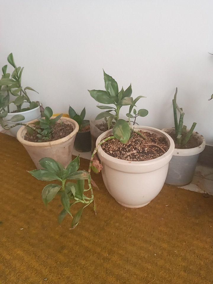 نظافت نظافت|خدمات نظافت|بجنورد, |دیوار