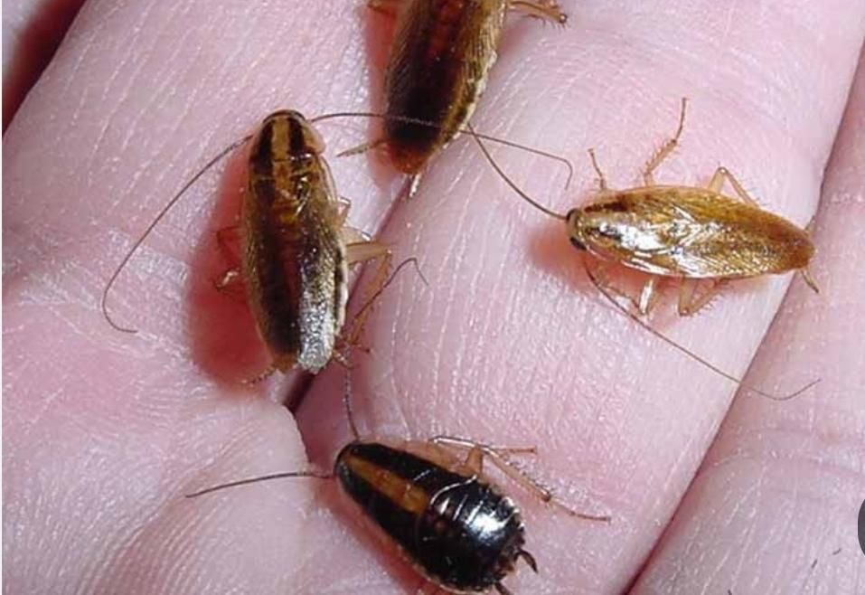 سمپاشی موریانه و سوسک تضمینی و قطعی با ضمانت نامه|خدمات نظافت|ایلام, |دیوار