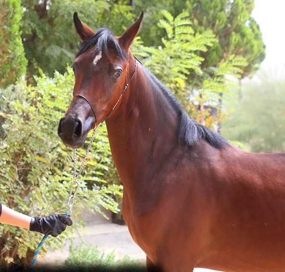 ماده کره عرب اسب ۲ساله|اسب و تجهیزات اسب‌سواری|تهران, آجودانیه|دیوار