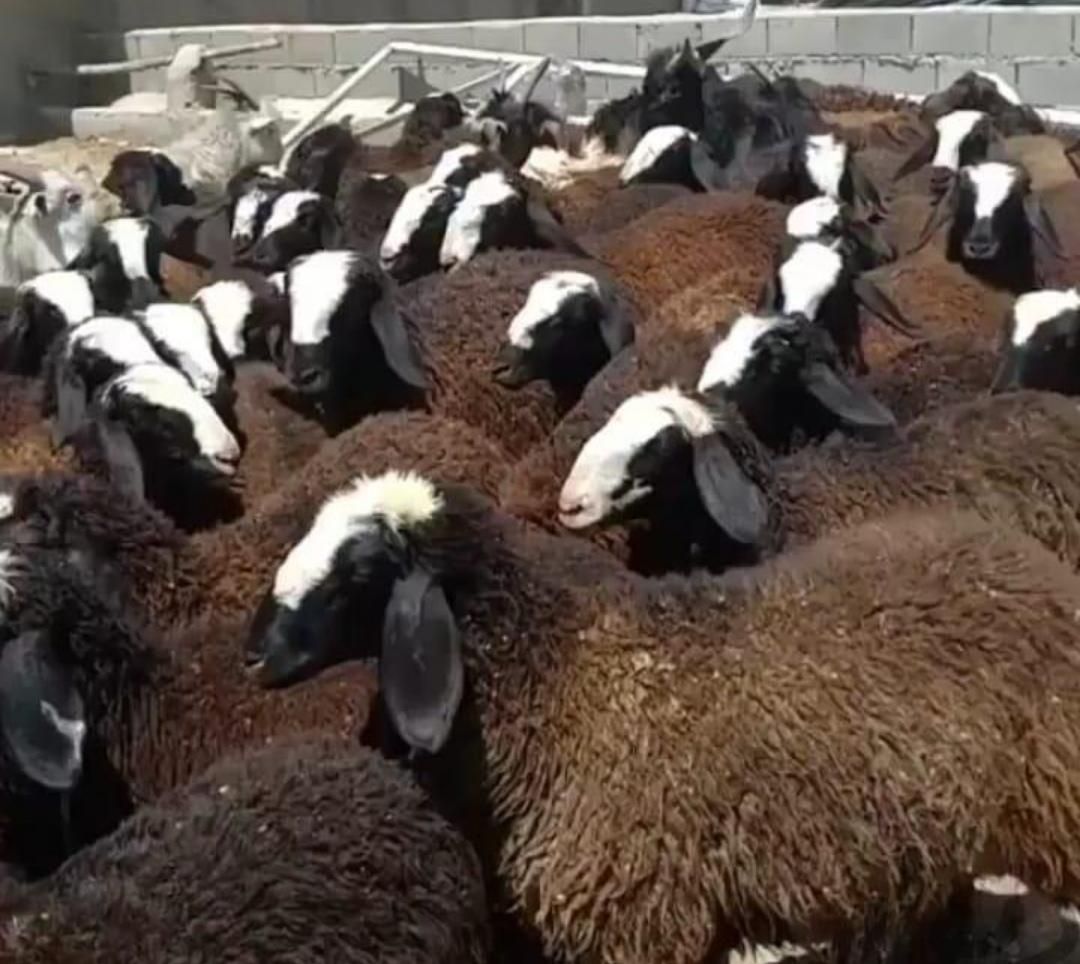 گسفندجهت نگه داشتن|حیوانات مزرعه|اردکان, |دیوار