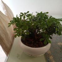 گل بنسای|گل و گیاه طبیعی|تهران, باغ فیض|دیوار