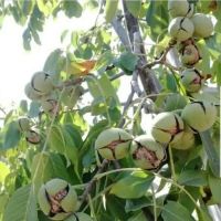 باغ-و-زمین-کشاورزی