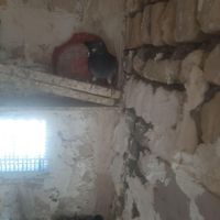 جوجه پولکی چاپی|پرنده|مشهد, شهرک شیرین|دیوار