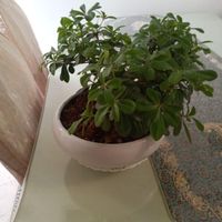 گل بنسای|گل و گیاه طبیعی|تهران, باغ فیض|دیوار