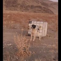 سگ لاس گله ای|سگ|گلپایگان, |دیوار