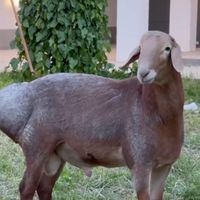 همه نوع گوسفند و گوساله  برای قربانی کردن|حیوانات مزرعه|تهران, تهران‌نو|دیوار
