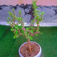 کاکتوس گل آپاتمانی بنسای خرفه گلدان سرامیکی|گل و گیاه طبیعی|تهران, مسعودیه|دیوار