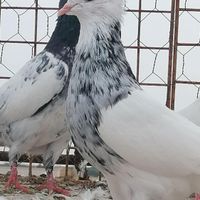 طوقی|پرنده|گنبد کاووس, |دیوار