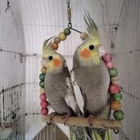 عروس هلندی مرواریدی|پرنده|علی‌آباد کتول, |دیوار