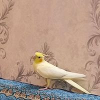 عروس هلندی|پرنده|تهران, افسریه|دیوار