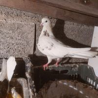خال سرور نرو ماده عالی|پرنده|تنکابن, |دیوار