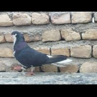 کبوتر شهری سبز|پرنده|فسا, |دیوار