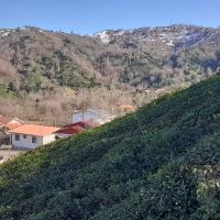 زمین-های-اعلا-مسکونی-ویودار-قیمت-ارزان