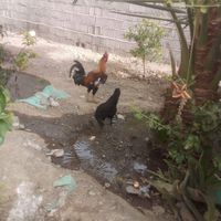 خروس دو رگ|پرنده|بلوک, |دیوار