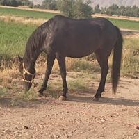 نریان کرد|اسب و تجهیزات اسب‌سواری|تهران, آبشار|دیوار