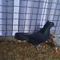 کبوتر|پرنده|ماکو, |دیوار